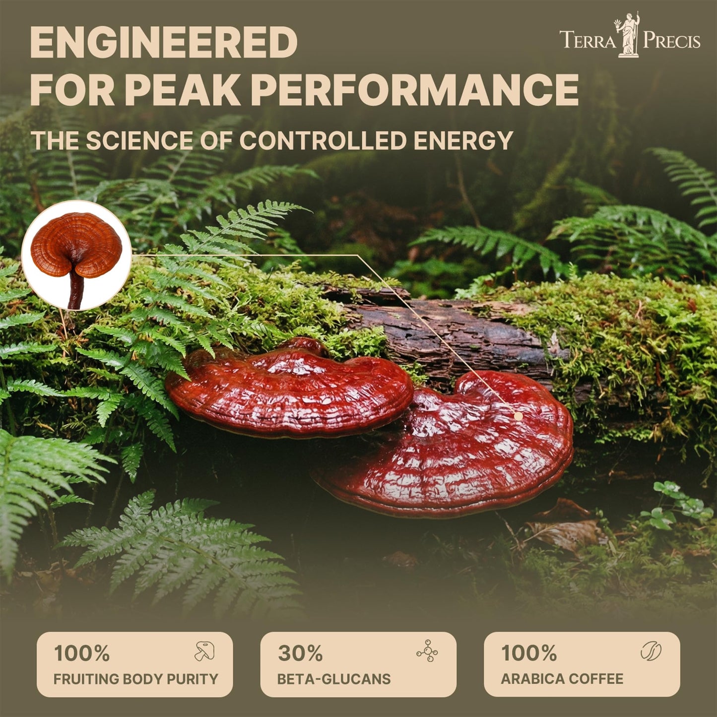 TerraPrecis Mushroom Coffee with 6 Adaptogens Mushrooms Supplement for Organic Lion's Mane&Reishi,Chaga&Other, Instant Coffee with MCT Oil& Arabica for Energy,Focus&Immune Support (30 Servings) - Maple Wellness Supplements