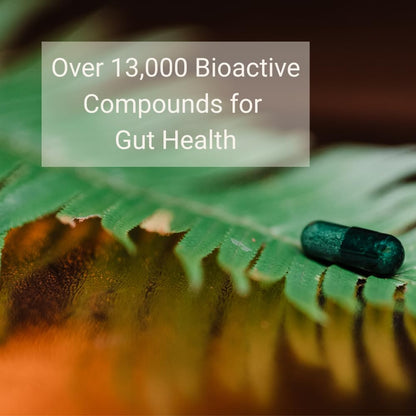 Thaena ThaenaBiotic Postbiotic - World's First Human-Derived Postbiotic Supplement - 30 Count - Maple Wellness Supplements