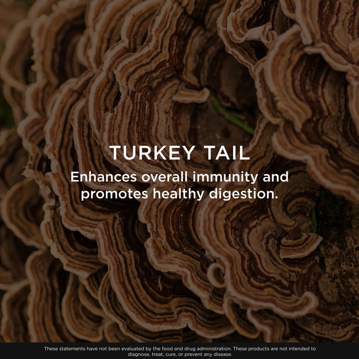 The Genius Brand Genius Turkey Tail - Plant-Based Supplement for Immune, Gut & Antioxidant Support - Organic & Non-GMO - 120 Veggie Capsules - Maple Wellness Supplements