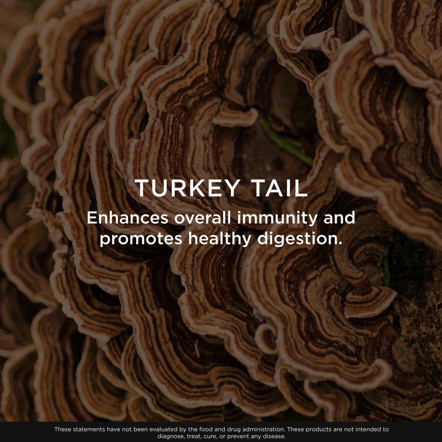 The Genius Brand Genius Turkey Tail - Plant-Based Supplement for Immune, Gut & Antioxidant Support - Organic & Non-GMO - 120 Veggie Capsules - Maple Wellness Supplements