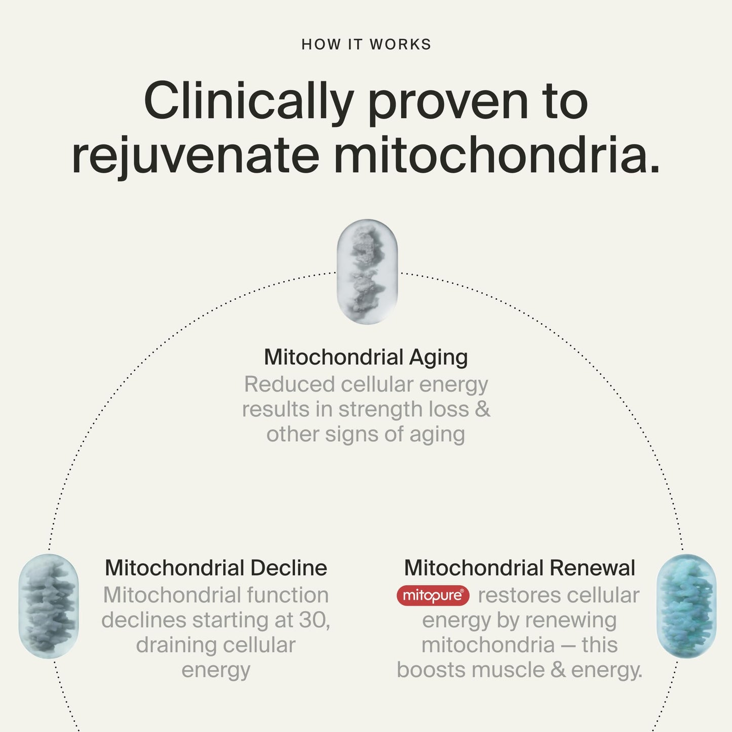 Timeline Mitopure Urolithin A Supplement Softgels - Clinically Proven Support for Healthy Aging and Cellular Renewal - Maple Wellness Supplements
