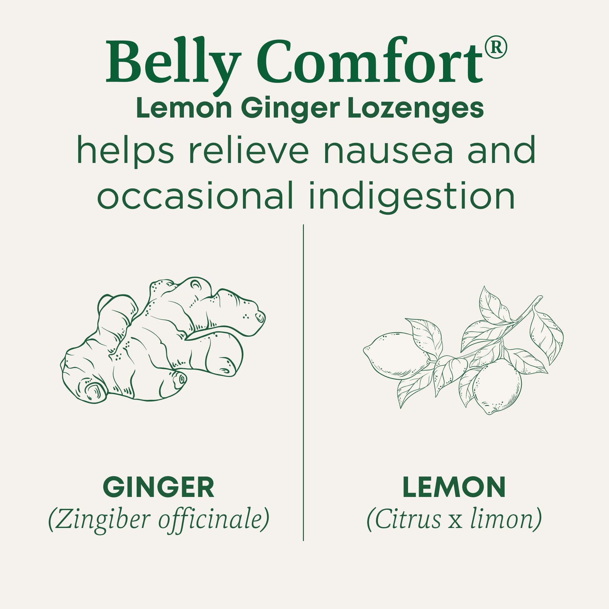 Traditional Medicinals Organic, Belly Comfort Lozenges, Lemon Ginger - Supports Nausea Relief and Occasional Indigestion - Non-GMO, Stimulant-Free - Maple Wellness Supplements