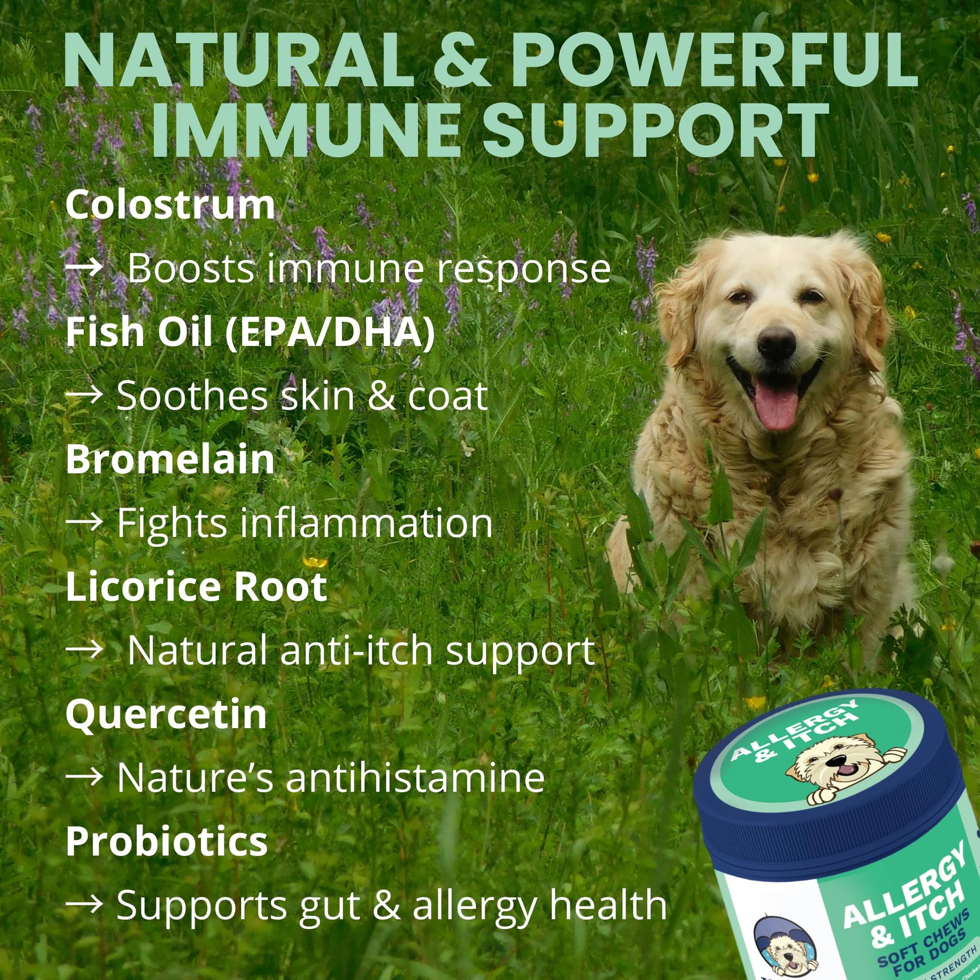 Under the Weather Allergy & Itch Pet Allergy Chews for Dogs | Vet Formulated Skin Support for Canines | Soothing Dog Allergies and Itching Relief Supplement | 60 Count - Maple Wellness Supplements