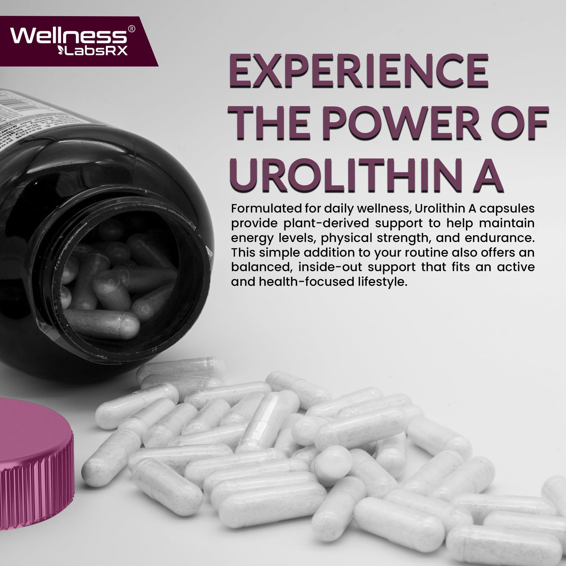 Urolithin A Supplement Capsules 1,000mg (98.9% Pure) – Advanced Urolithin A+ Formula for Cellular Renewal & Mitochondrial Support - Maple Wellness Supplements