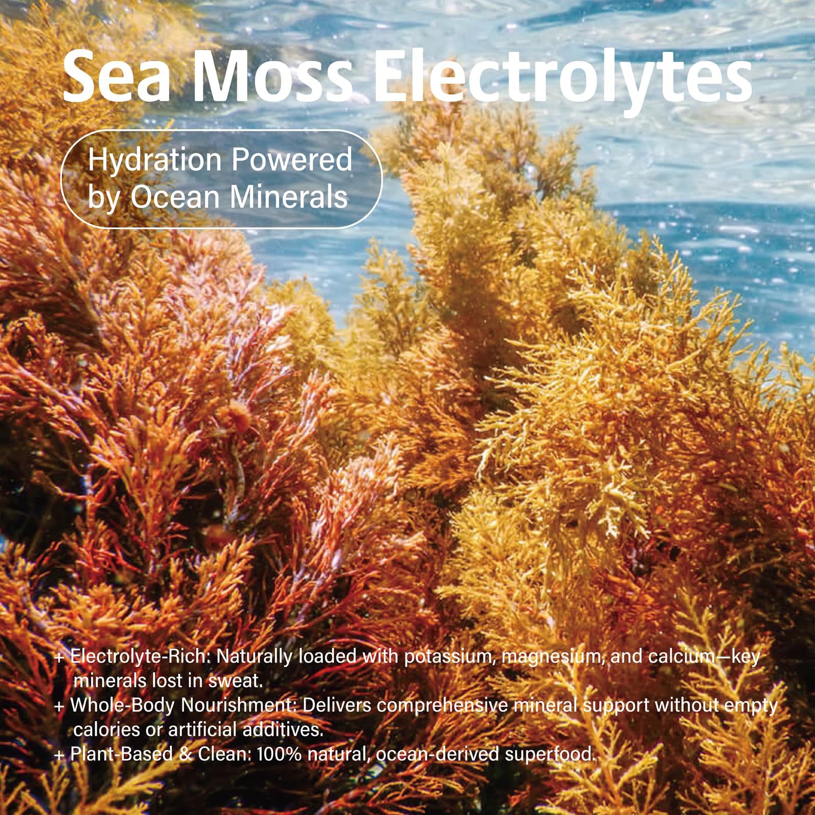 VDY Sea Moss Electrolytes Powder Packets - Hydration Packets Sugar Free - Electrolyte Packets with 30 Sticks - Zero Sugar & 0 Calorie - Keto Friendly - Maple Wellness Supplements