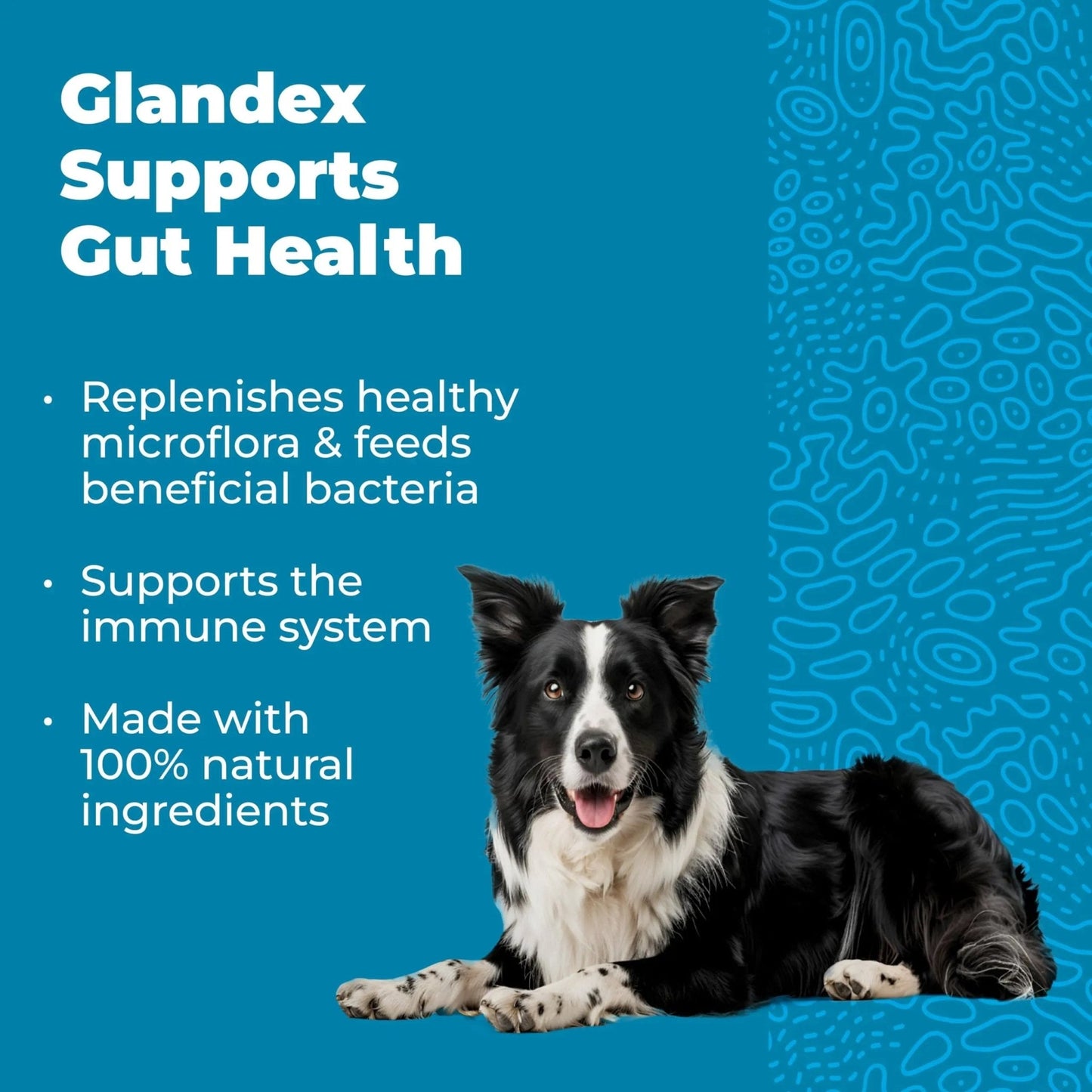 Vetnique Glandex Daily Probiotics for Dogs with Prebiotics to Support Gut Health with Fiber and Digestive Enzymes, Dog Probiotic Chews or Powders (30ct Chews, Bacon Chews) - Maple Wellness Supplements