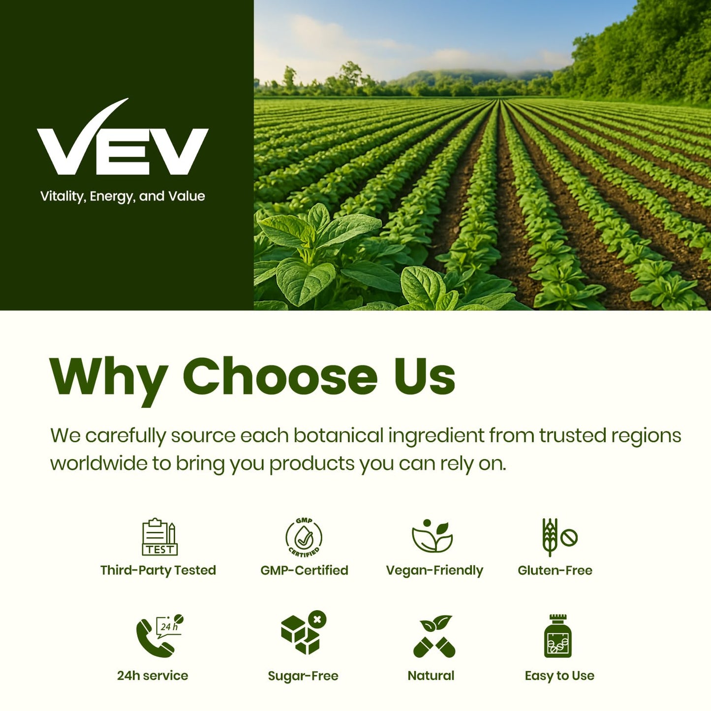 VEV Oil of Oregano with Black Seed Oil & Moringa, Organic, 300 Softgels, Aceite de Orégano, Carvacrol-Rich, Opaque Airtight Packaging - Maple Wellness Supplements