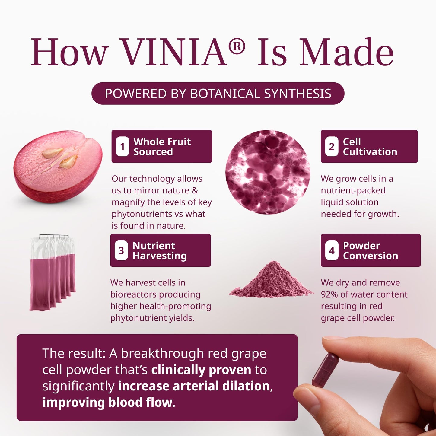 VINIA Piceid Resveratrol Supplement Capsules. Increases Blood Flow and Nitric Oxide. Blood Pressure and Heart Health Support - Maple Wellness Supplements