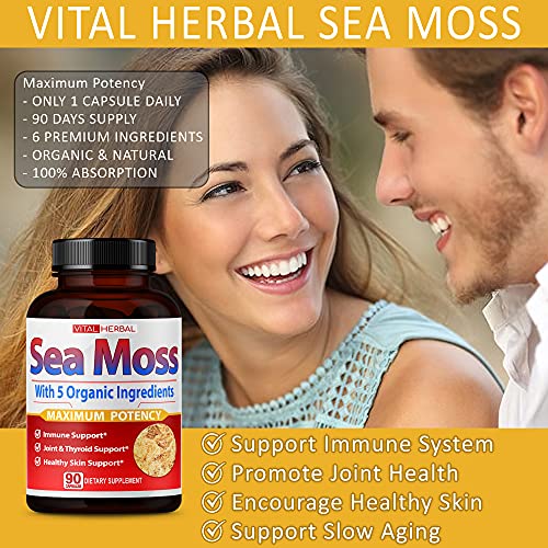 VITAL HERBAL Irish Sea Moss Capsules Equivalent to 5450mg - Maximum Potency - Maple Wellness Supplements