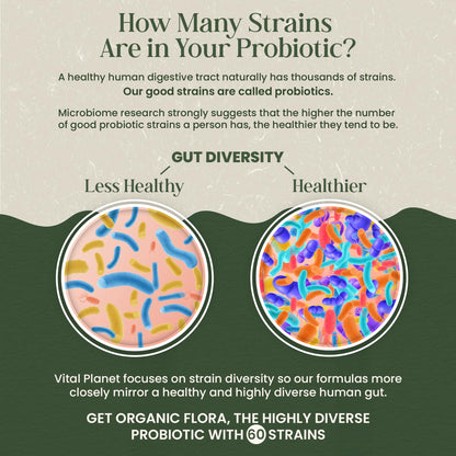 Vital Planet - Organic Flora Probiotics for Gut Health Balance, Shelf Stable Probiotic 30 Billion CFU, 60 Diverse Strains, Prebiotic Organic Mushroom Blend - Maple Wellness Supplements