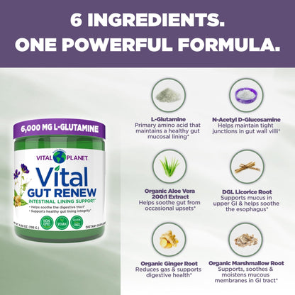 Vital Planet - Vital Gut Renew Powder Supplement for Leaky Gut Repair with L-Glutamine, Marshmallow and Ginger Root, DGL Licorice Root and Organic - Maple Wellness Supplements