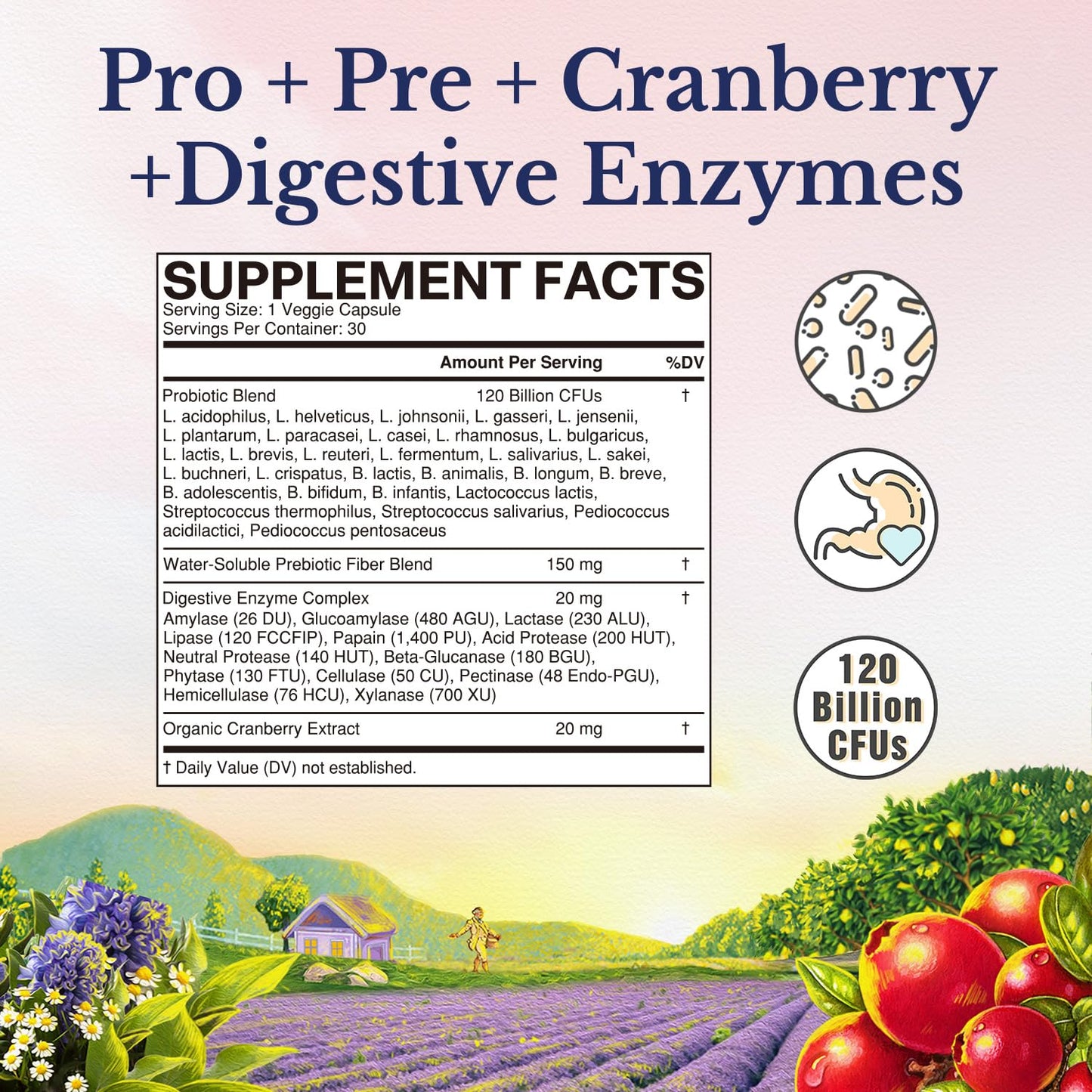 Vitalitown Probiotics for Women 120 Billion CFUs, 30 Strains, with Prebiotics & Digestive Enzymes & Cranberry, Gut & Vaginal Health, Vegan 30 - Maple Wellness Supplements