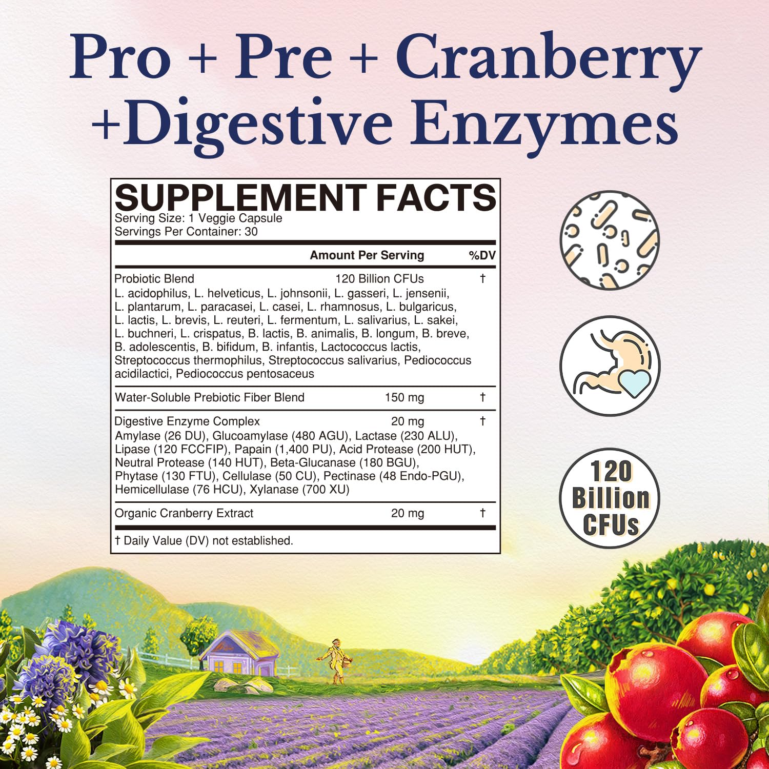 Vitalitown Probiotics for Women 120 Billion CFUs, 30 Strains, with Prebiotics & Digestive Enzymes & Cranberry, Gut & Vaginal Health, Vegan 30 - Maple Wellness Supplements
