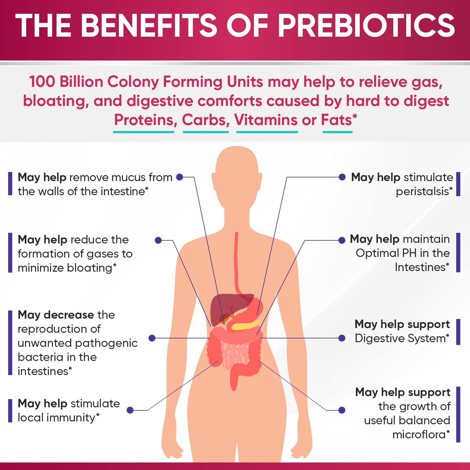 Wholesome Wellness Dr. Formulated Raw Probiotics for Women 100 Billion CFUs Capsules with Prebiotics, Digestive Enzymes - Maple Wellness Supplements